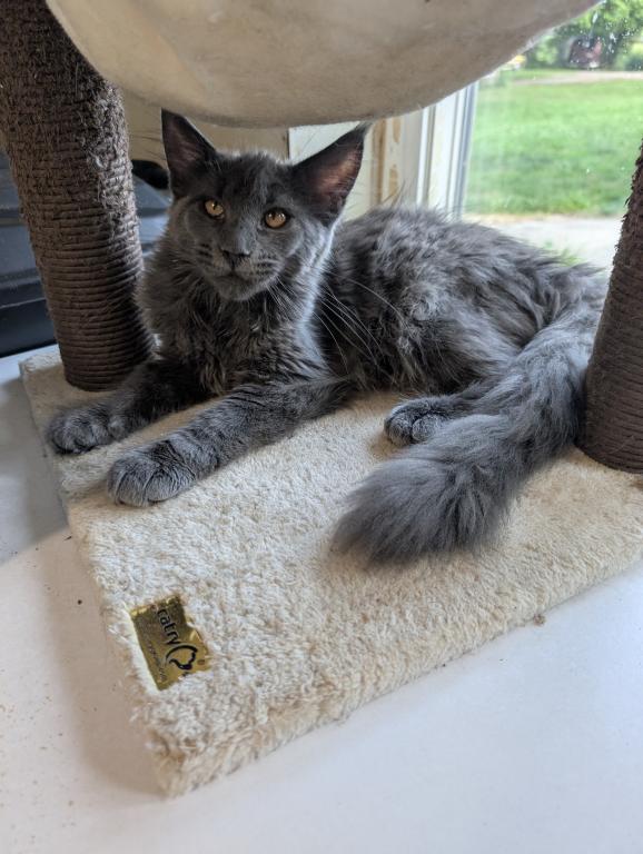 Maine Coon Female Pending Pickup photo 11