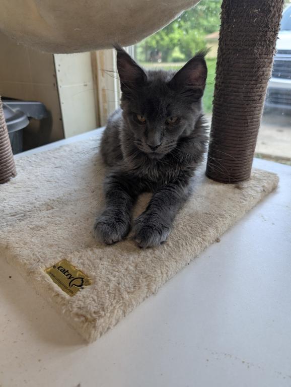 Maine Coon Female Pending Pickup photo 8