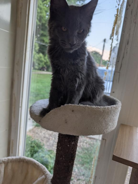 Maine Coon Female Pending Pickup photo 3