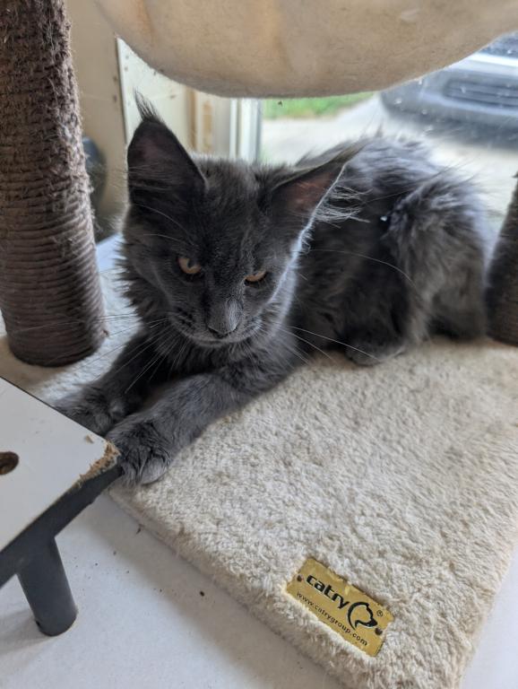 Maine Coon Female Pending Pickup photo 14