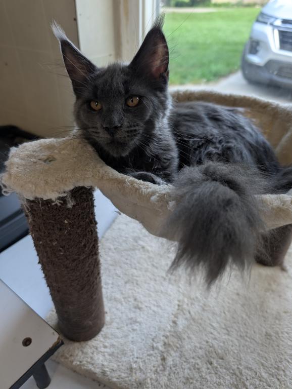 Maine Coon Female Pending Pickup photo 12