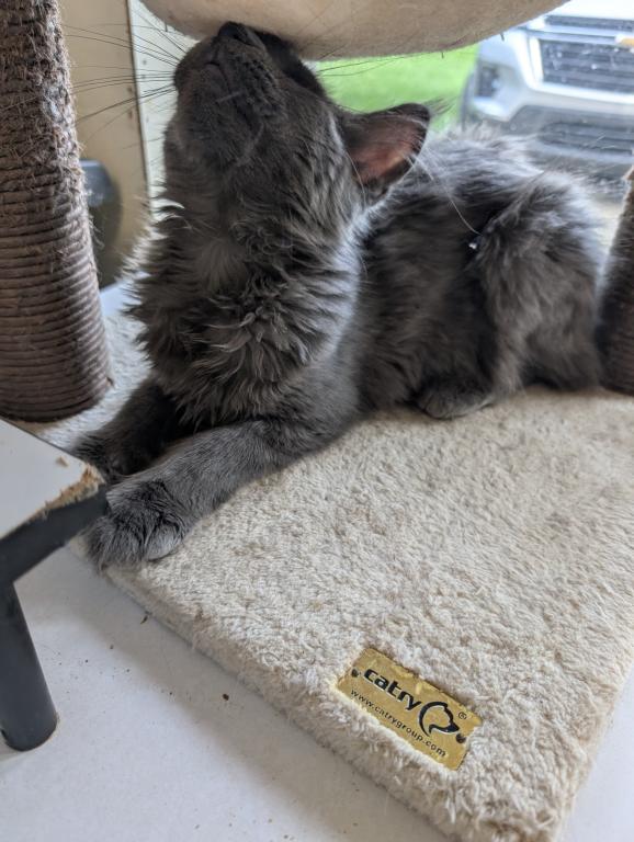 Maine Coon Female Pending Pickup photo 13