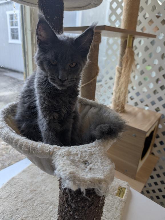 Maine Coon Female Pending Pickup photo 4