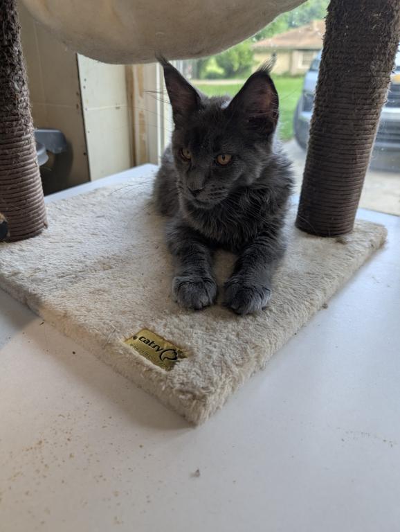 Maine Coon Female Pending Pickup photo 2