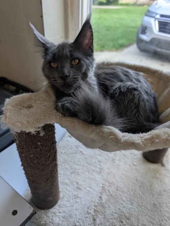 Maine Coon Female Pending Pickup photo 5