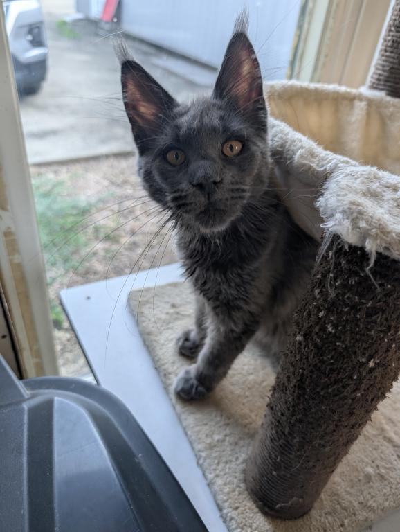 Maine Coon Female Pending Pickup photo 9