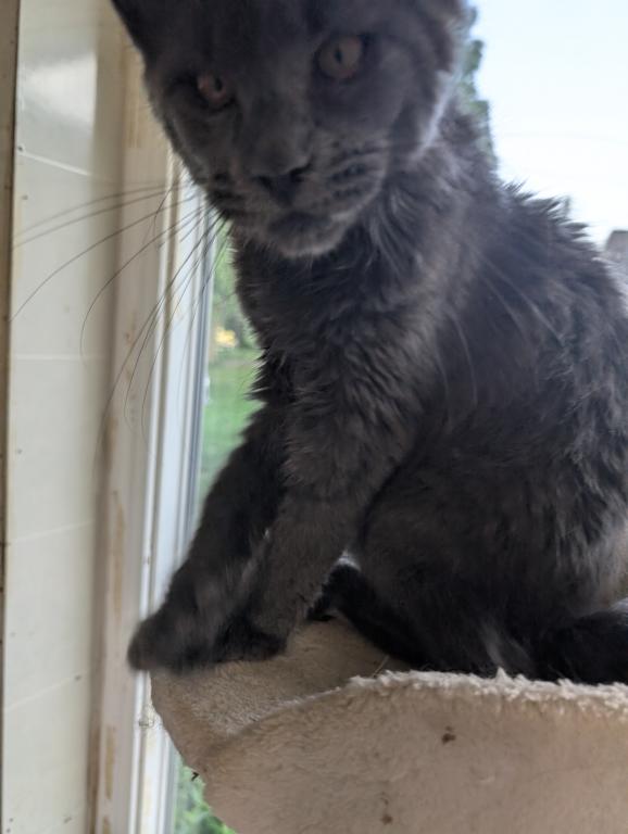 Maine Coon Female Pending Pickup photo 6