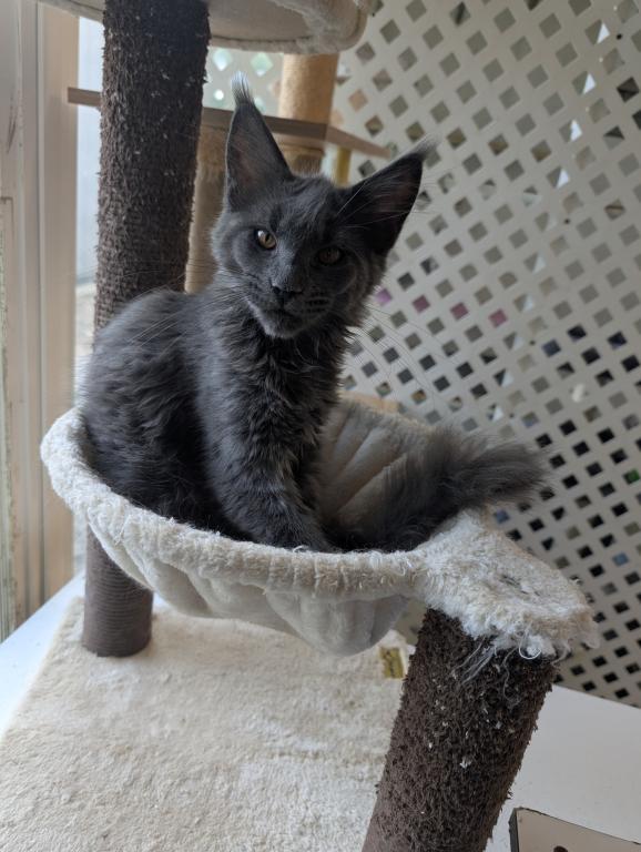 Maine Coon Female Pending Pickup photo 10