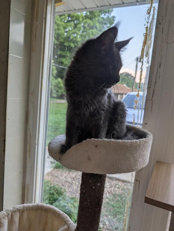 Maine Coon Female Pending Pickup photo 7