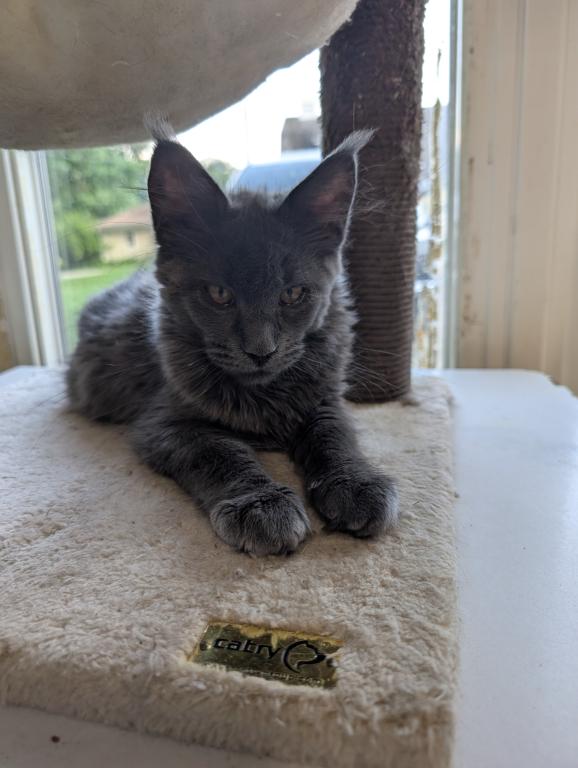 Maine Coon Female Pending Pickup photo 1
