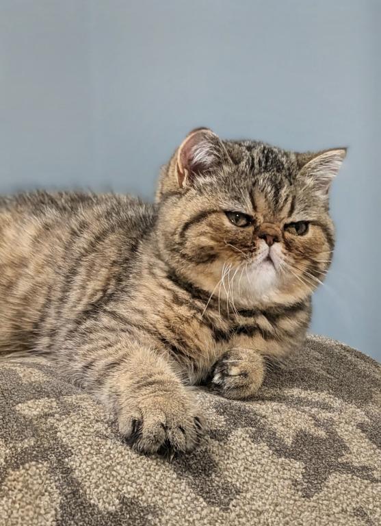 Beautiful Exotic Persian Kittens