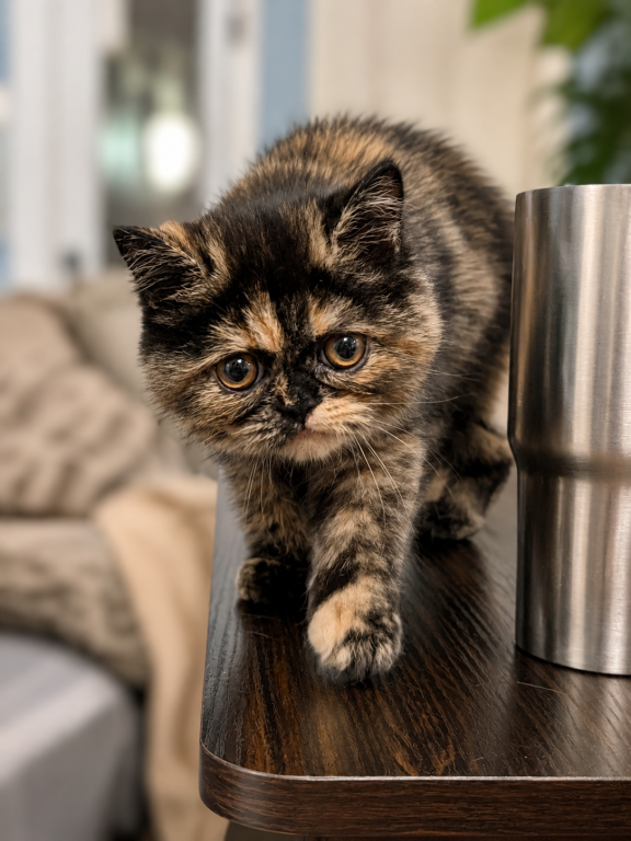 Beautiful Exotic Persian Kittens photo 6