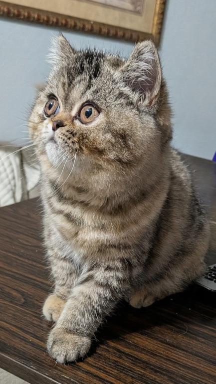 Beautiful Exotic Persian Kittens photo 4