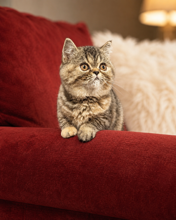 Beautiful Exotic Persian Kittens photo 7