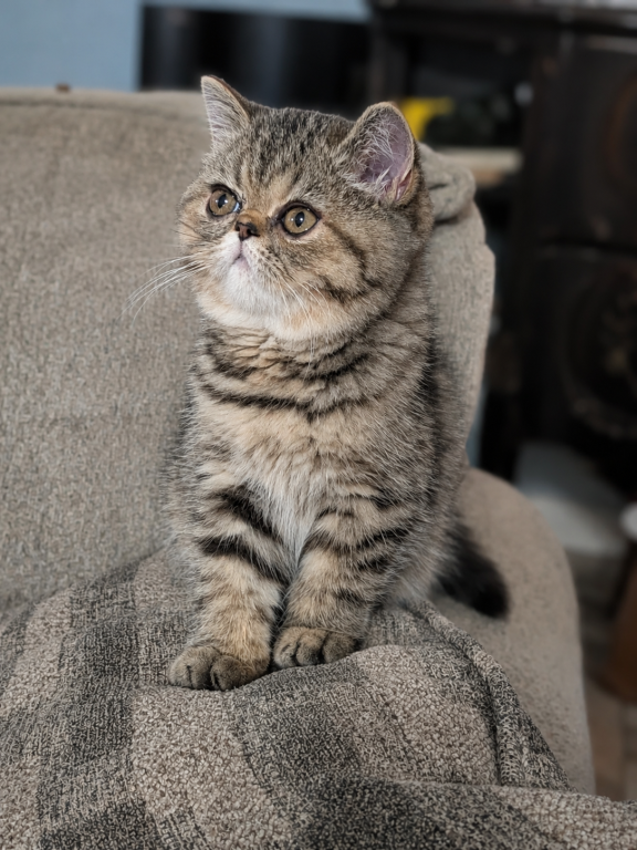 Beautiful Exotic Persian Kittens photo 9