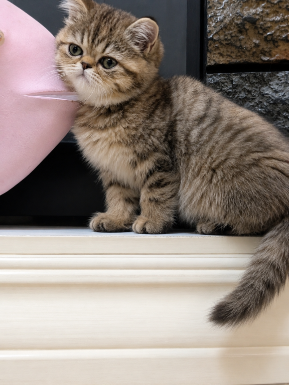 Beautiful Exotic Persian Kittens photo 5