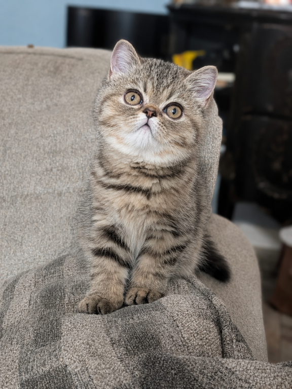 Beautiful Exotic Persian Kittens photo 10