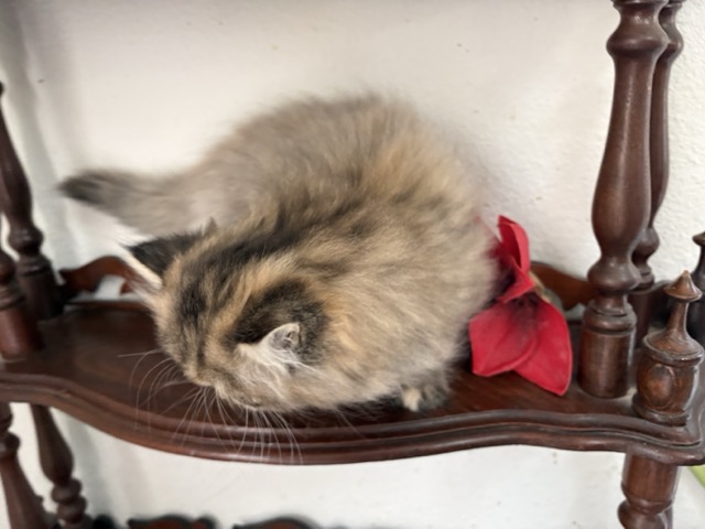 Jean Kittens photo 2