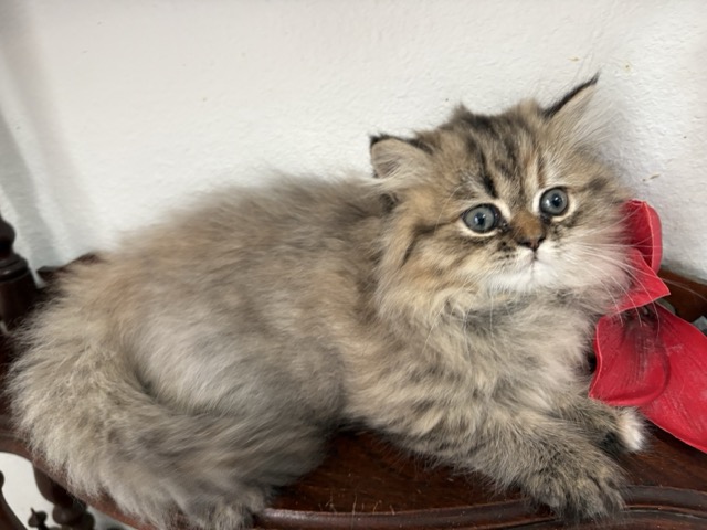 Jean Kittens photo 1