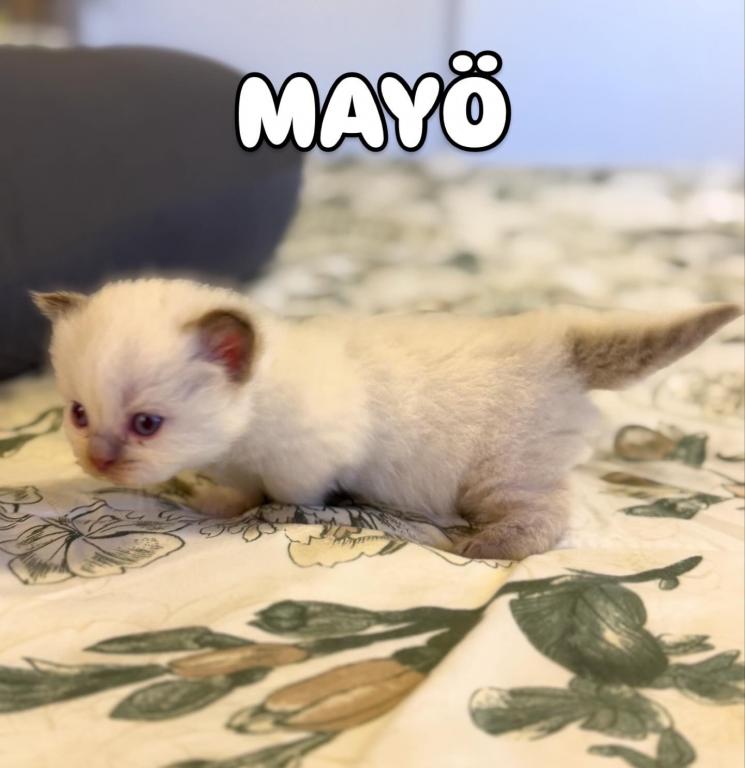 MAYO photo 36