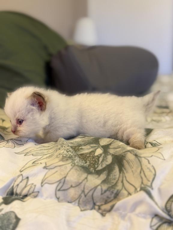 MAYO photo 24