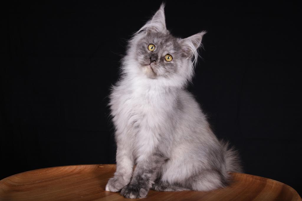 Camilla Maine Coon Black Tortie Female photo 4