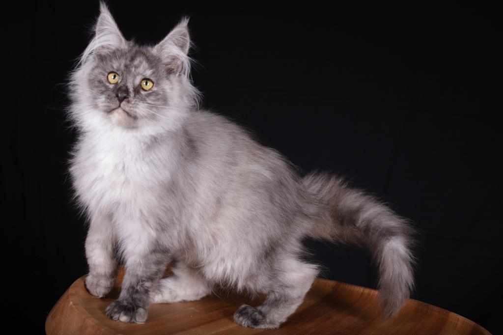 Camilla Maine Coon Black Tortie Female photo 2