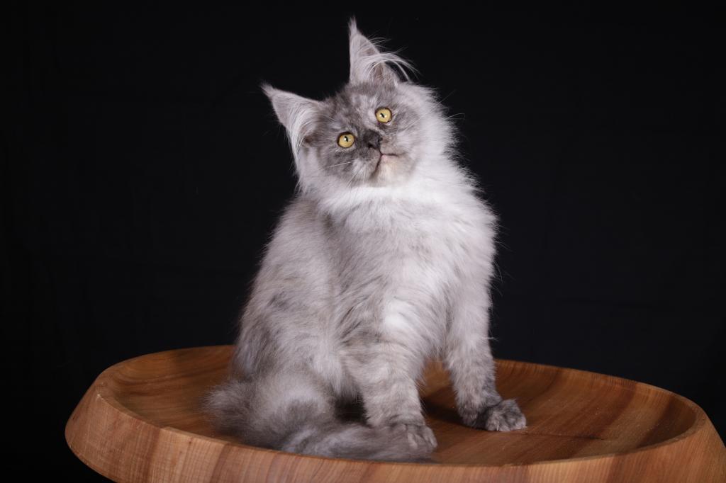 Camilla Maine Coon Black Tortie Female photo 3