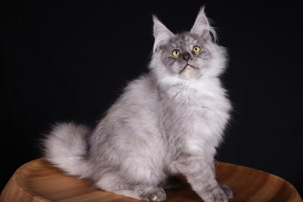 Camilla Maine Coon Black Tortie Female