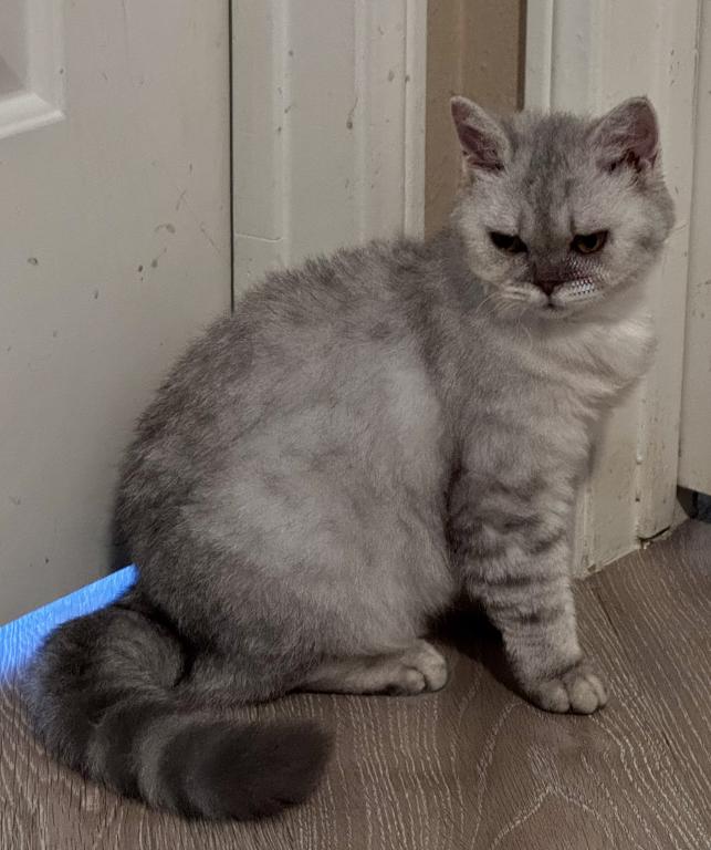 Silver Gray Selkirk Rex Kitten photo 1