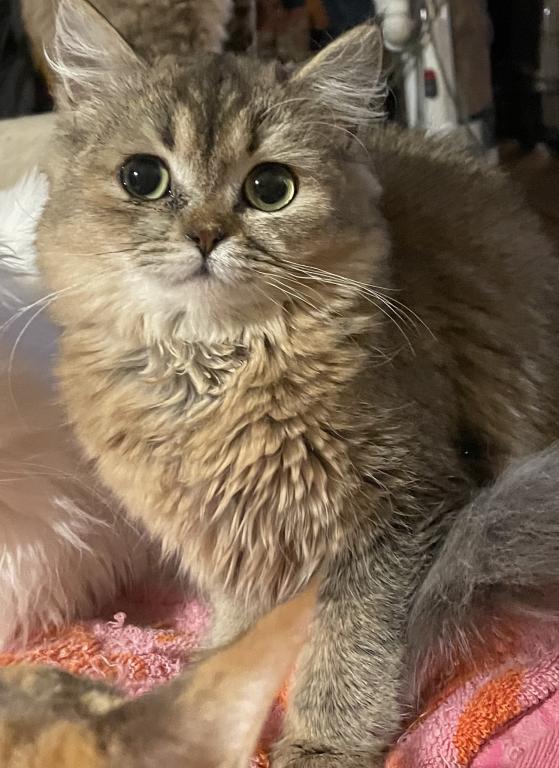 ADOPTED Mika photo 3