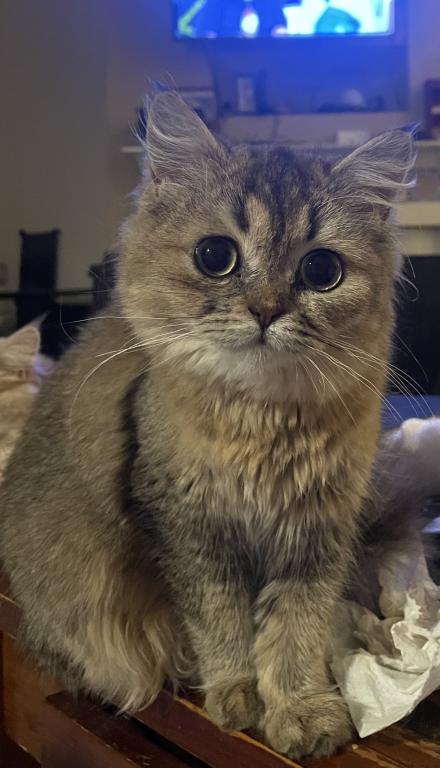 ADOPTED Mika photo 2