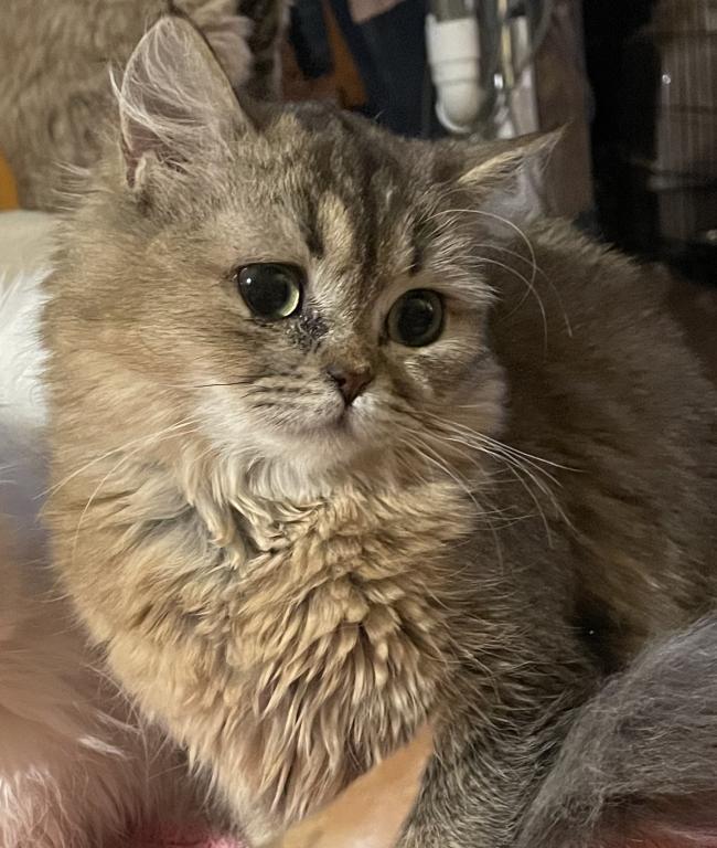 ADOPTED Mika photo 1