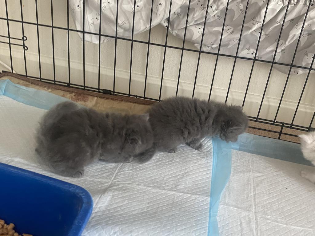 Solid Blue Girl Blue Tabby Both ReSeRVEd photo 7