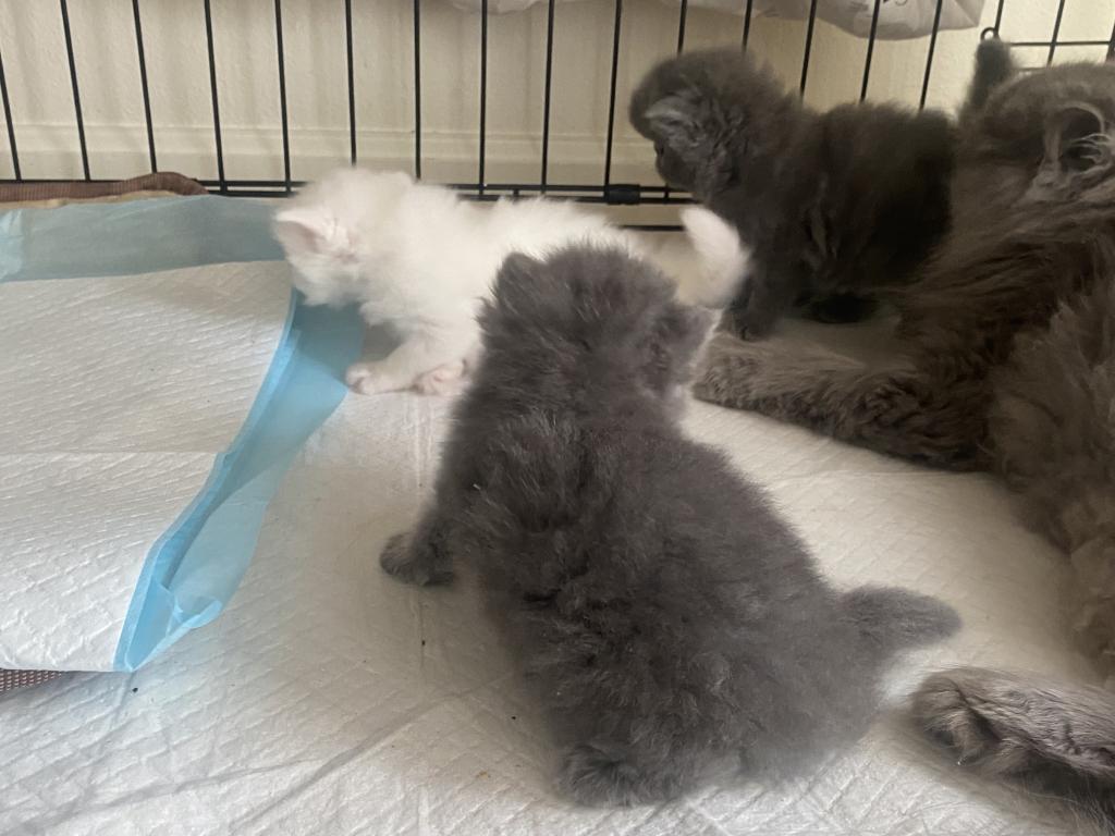 Solid Blue Girl Blue Tabby Both ReSeRVEd photo 10