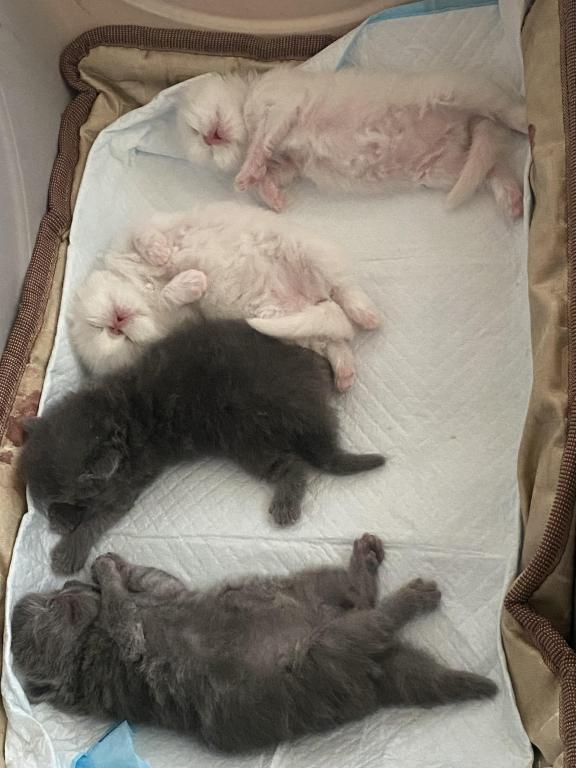 Solid Blue Girl Blue Tabby Both ReSeRVEd photo 16