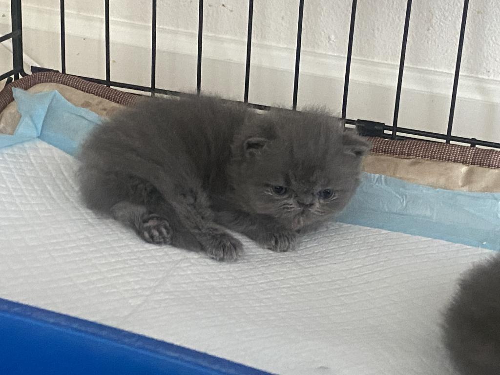 Solid Blue Girl Blue Tabby Both ReSeRVEd photo 15