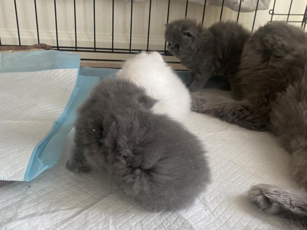 Solid Blue Girl Blue Tabby Both ReSeRVEd photo 9