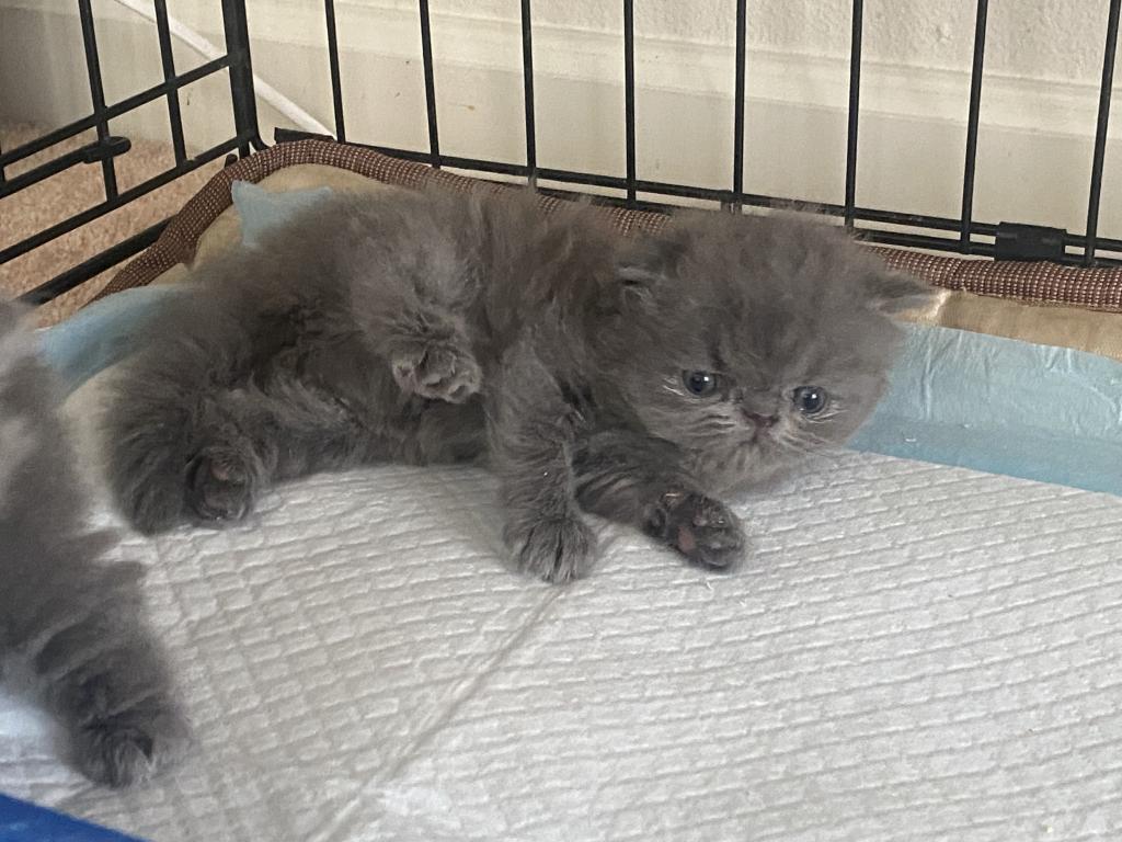 Solid Blue Girl Blue Tabby Both ReSeRVEd photo 5