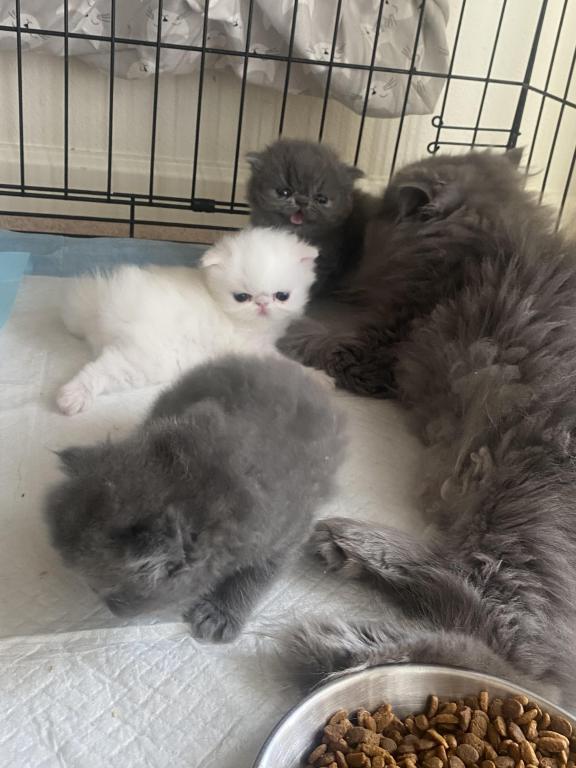 Solid Blue Girl Blue Tabby Both ReSeRVEd photo 13