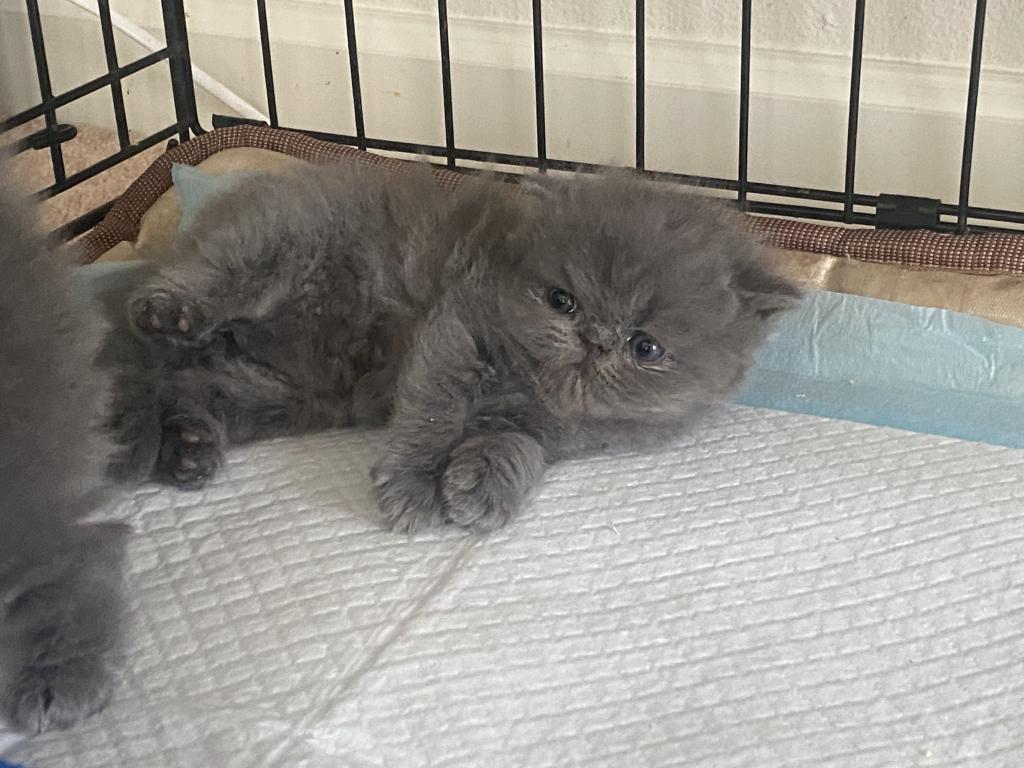 Solid Blue Girl Blue Tabby Both ReSeRVEd photo 17
