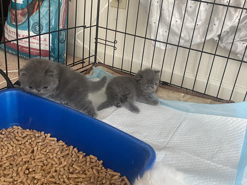 Solid Blue Girl Blue Tabby Both ReSeRVEd photo 6