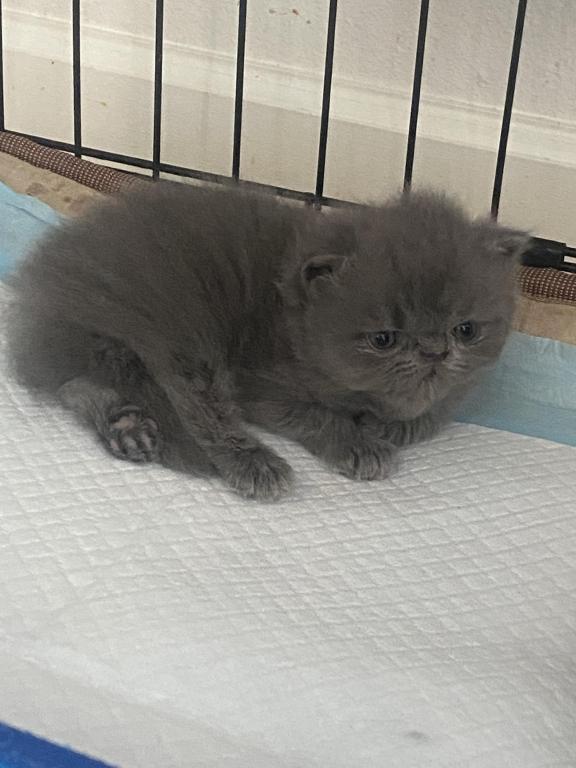 Solid Blue Girl Blue Tabby Both ReSeRVEd photo 14