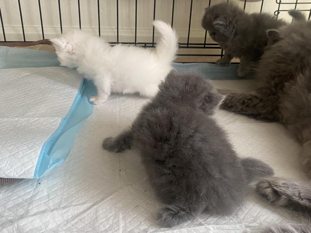 Solid Blue Girl Blue Tabby Both ReSeRVEd photo 11