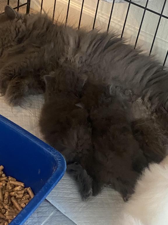 Solid Blue Girl Blue Tabby Both ReSeRVEd photo 3