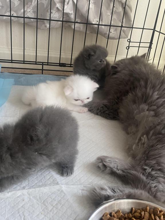 Solid Blue Girl Blue Tabby Both ReSeRVEd photo 8