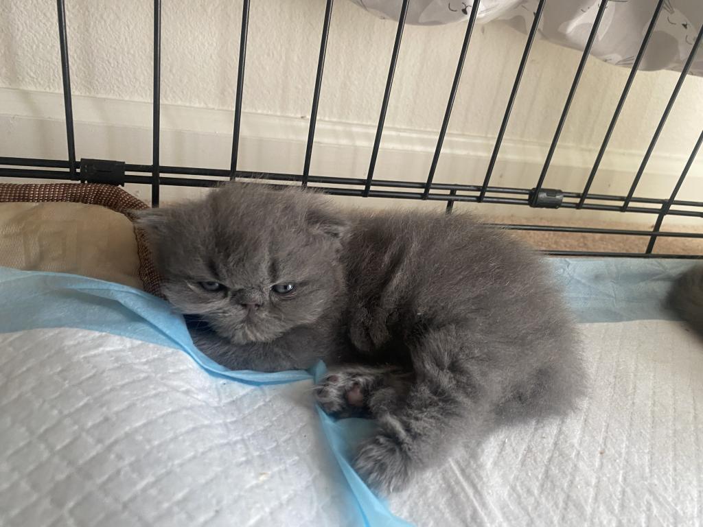 Solid Blue Girl Blue Tabby Both ReSeRVEd photo 4