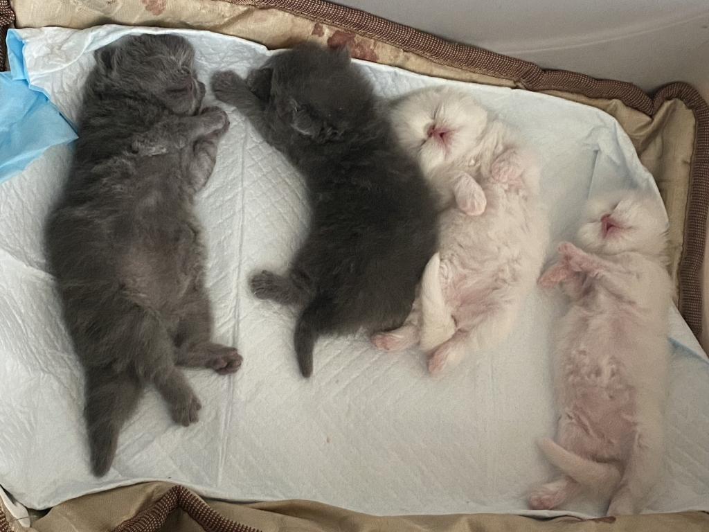 Solid Blue Girl Blue Tabby Both ReSeRVEd photo 1