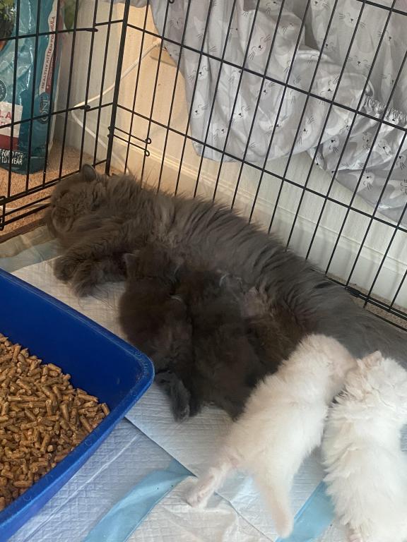 Solid Blue Girl Blue Tabby Both ReSeRVEd photo 2