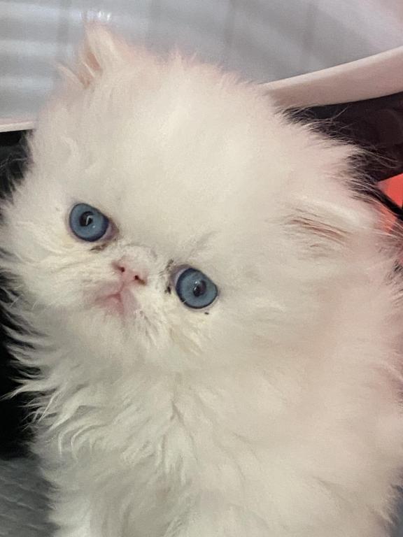 White Male With BLUE Eyes photo 2